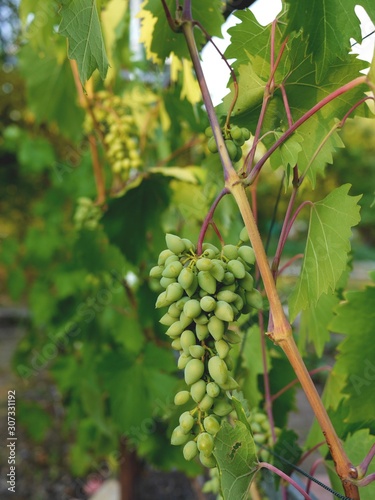 Photo of green grapes growing on a vine in a garden. 
