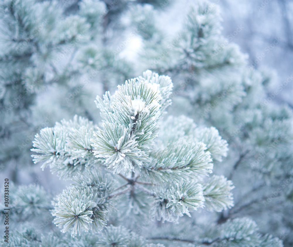 Winter tree with snow