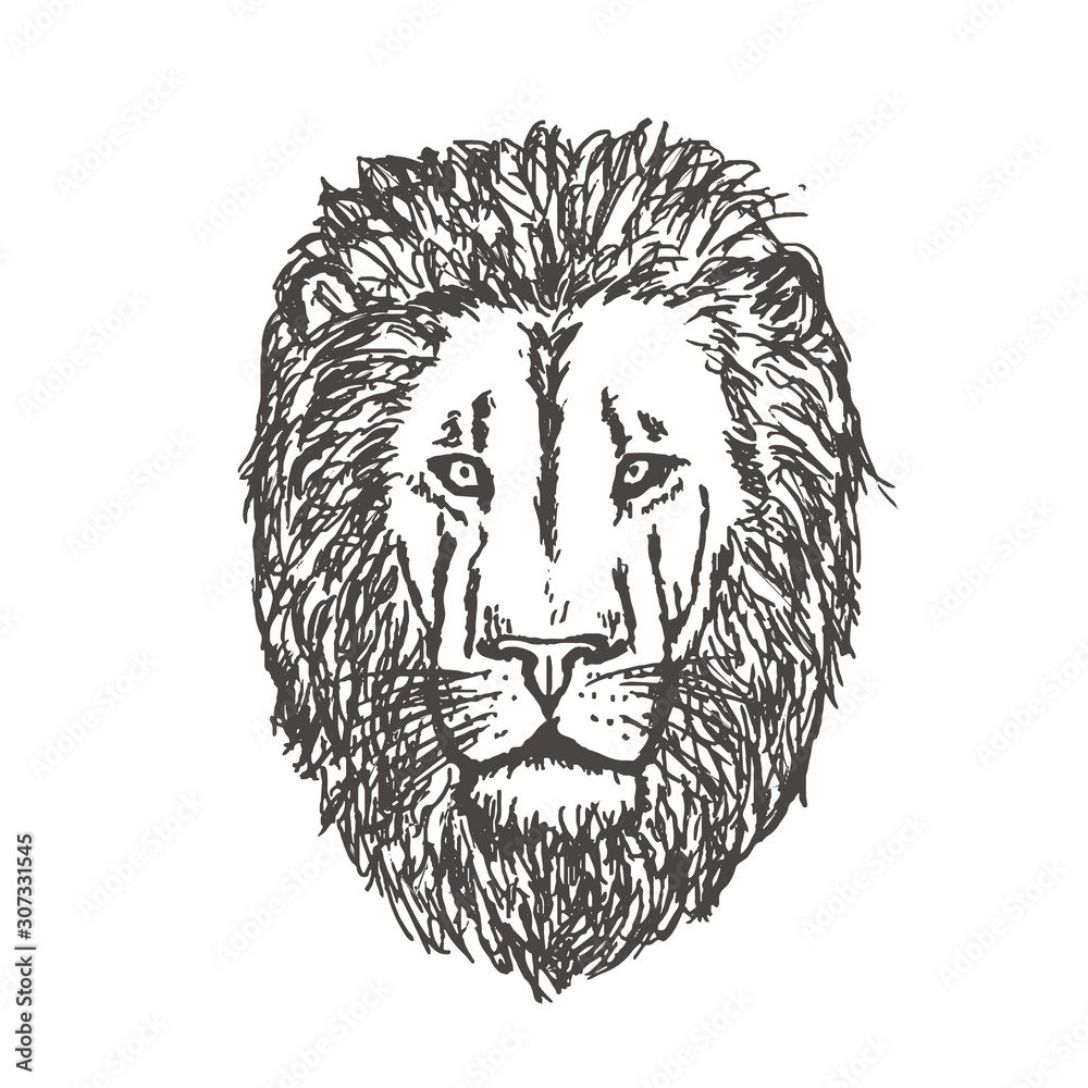 Hand Drawn Lion Head. Lion Face. Vector Hand Drawn Lion Head. Lion Face. Vector