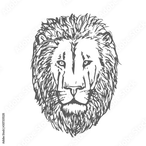 Hand Drawn Lion Head. Lion Face. Vector