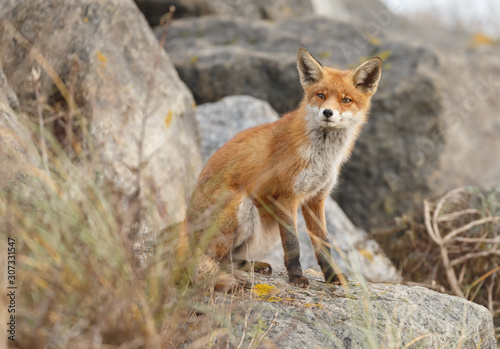 Red fox in nature near big ballast stones