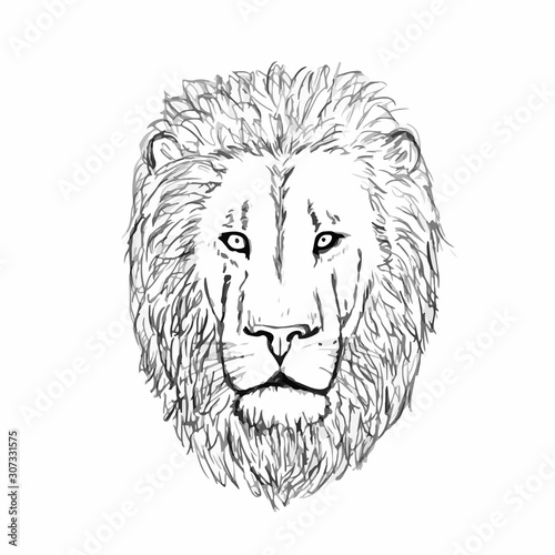 Fototapeta Naklejka Na Ścianę i Meble -  Hand Drawn Lion Head. Lion Face. Vector