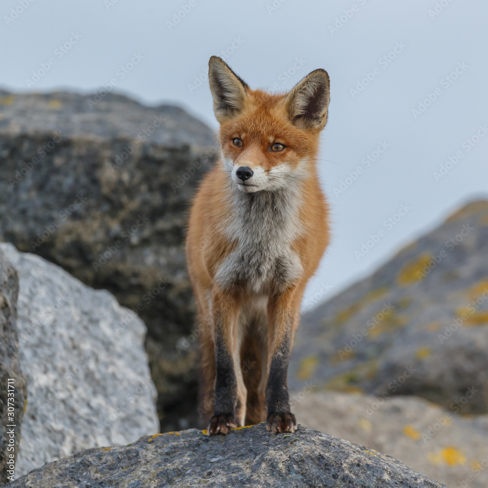 Fototapeta premium Red fox in nature near big ballast stones