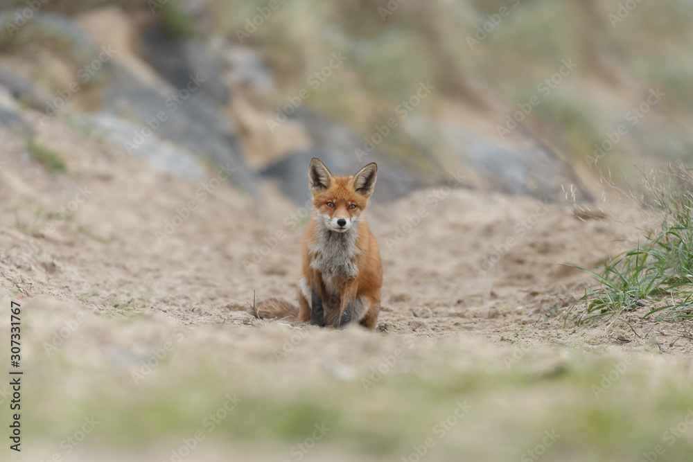 Red fox in nature near big ballast stones Red fox in nature near big ballast stones