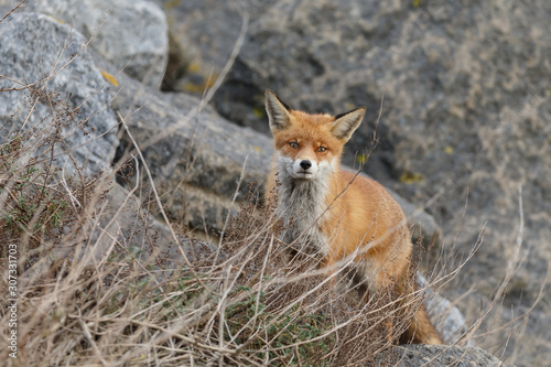 Fototapeta Naklejka Na Ścianę i Meble -  Red fox in nature near big ballast stones