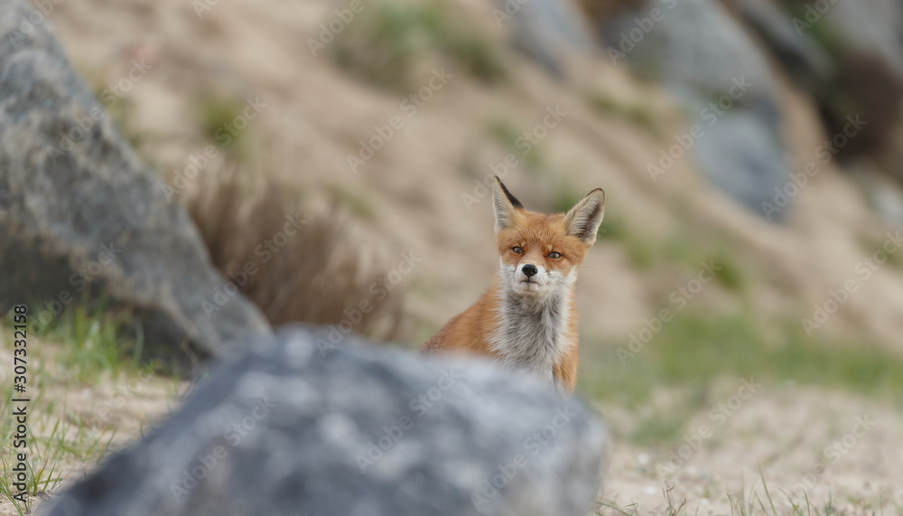 Red fox in nature near big ballast stones Red fox in nature near big ballast stones
