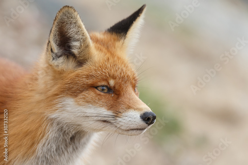 Red fox portrait in nature. © Menno Schaefer