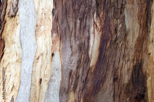 Bark of the trunk of a eucalyptus tree