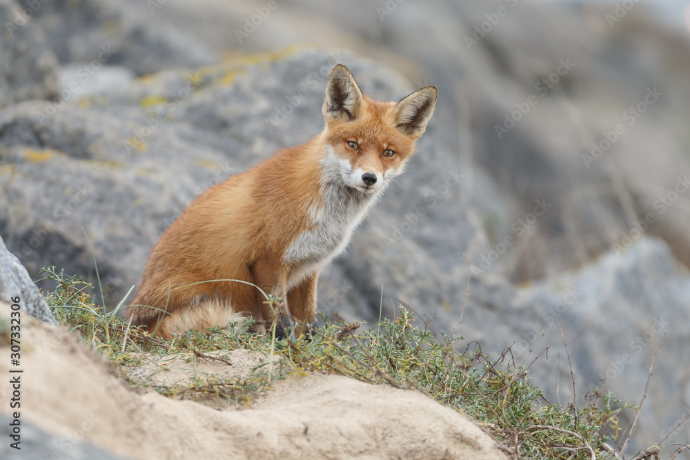 Red fox in nature near big ballast stones Red fox in nature near big ballast stones