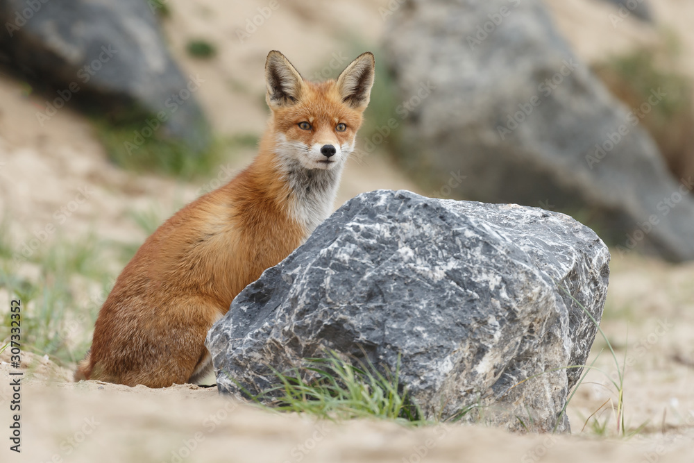 Red fox in nature near big ballast stones