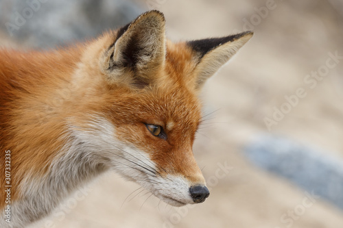 Red fox portrait in nature.