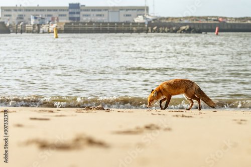 Photography Red fox standing on the beach at the North Sea
