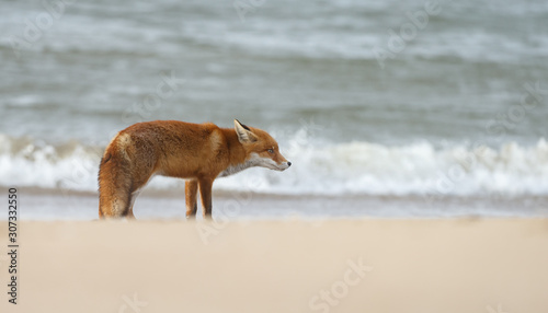 Red fox standing on the beach at the North Sea
