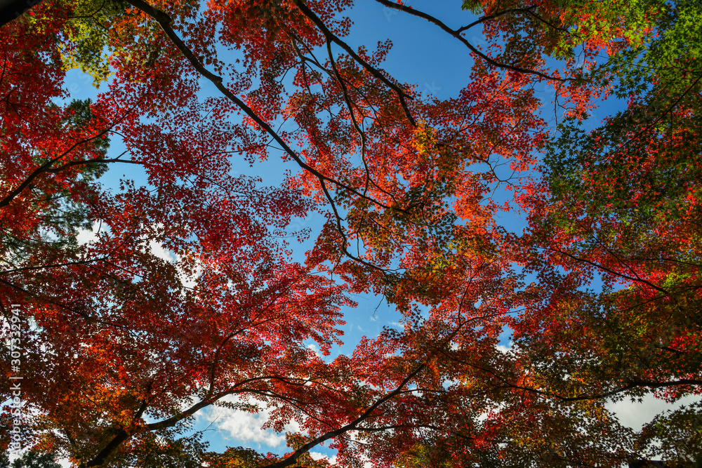 Autumn scenery in Kyoto, Japan