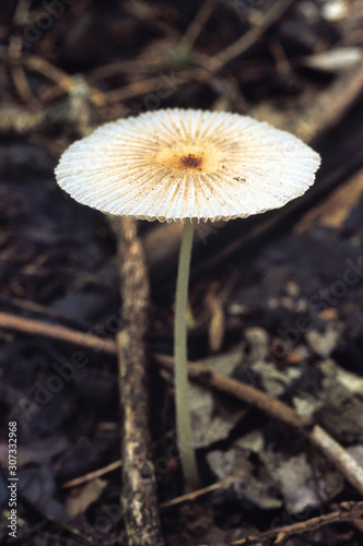 Ink Cap. These are small delicate mushrooms. Coprinus sp. Class: Homobasidiomycetes. Series: Hymenomycetes. Order: Agaricales.