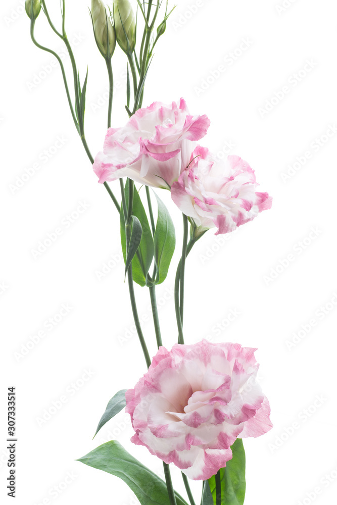 beautiful pink lisianthus flowers isolated on white beautiful pink lisianthus flowers isolated on white