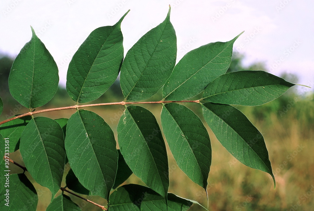 Leaves. Wrightia Arborea. Family: Apocyanaceae. A small tree with milky sap. Leaves. Wrightia Arborea. Family: Apocyanaceae. A small tree with milky sap.