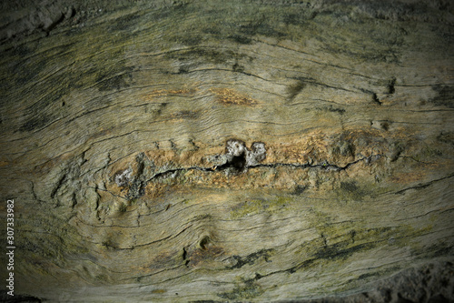 old bark wood background texture.