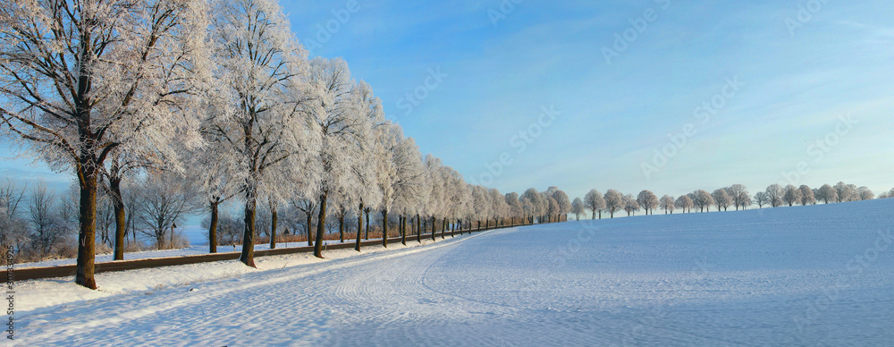 Lindenallee mit Rauhreif und Schnee, Bayern, Deutschland, Europa, Panorama