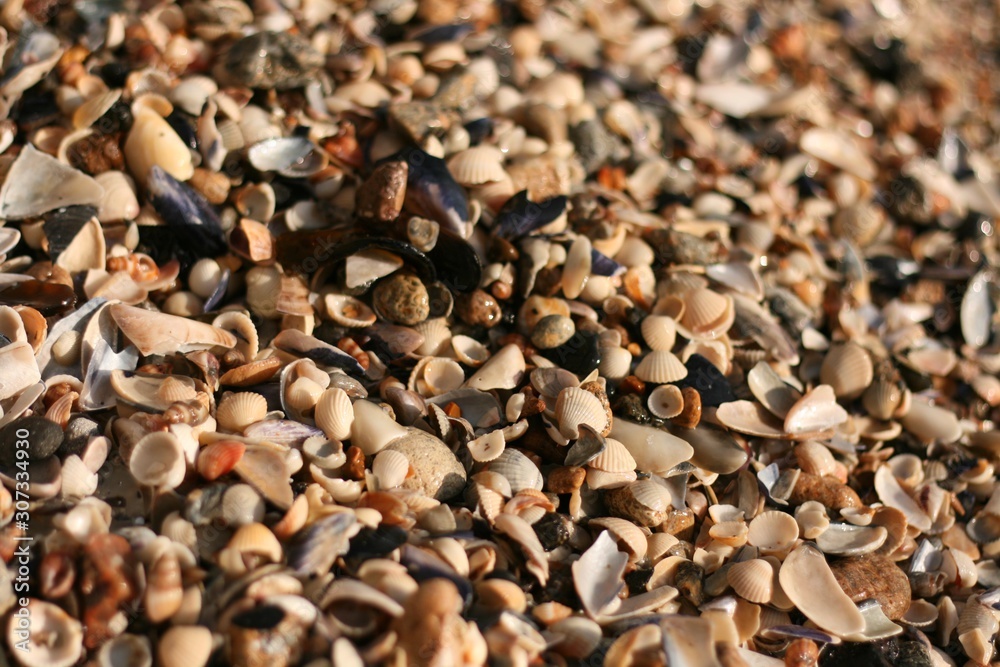 shells on the beach shells on the beach