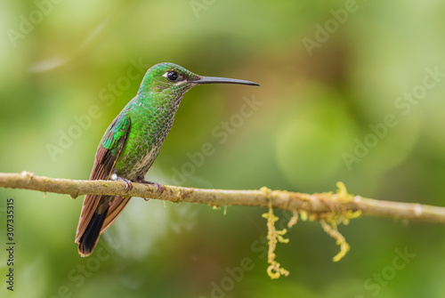 Empress Brilliant - Heliodoxa imperatrix, beautiful colored hummingbird from western Andean slopes of South America, Amagusa, Ecuador.