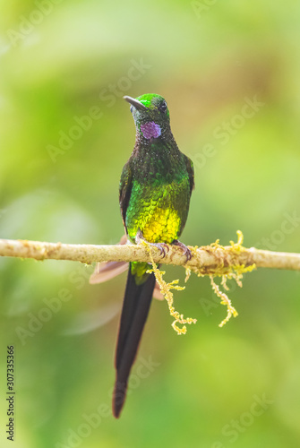 Empress Brilliant - Heliodoxa imperatrix, beautiful colored hummingbird from western Andean slopes of South America, Amagusa, Ecuador. photo