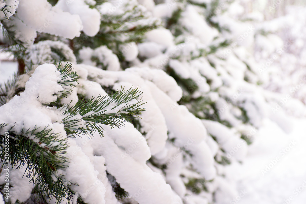 pine trees  deeply covered with snow, winter concept