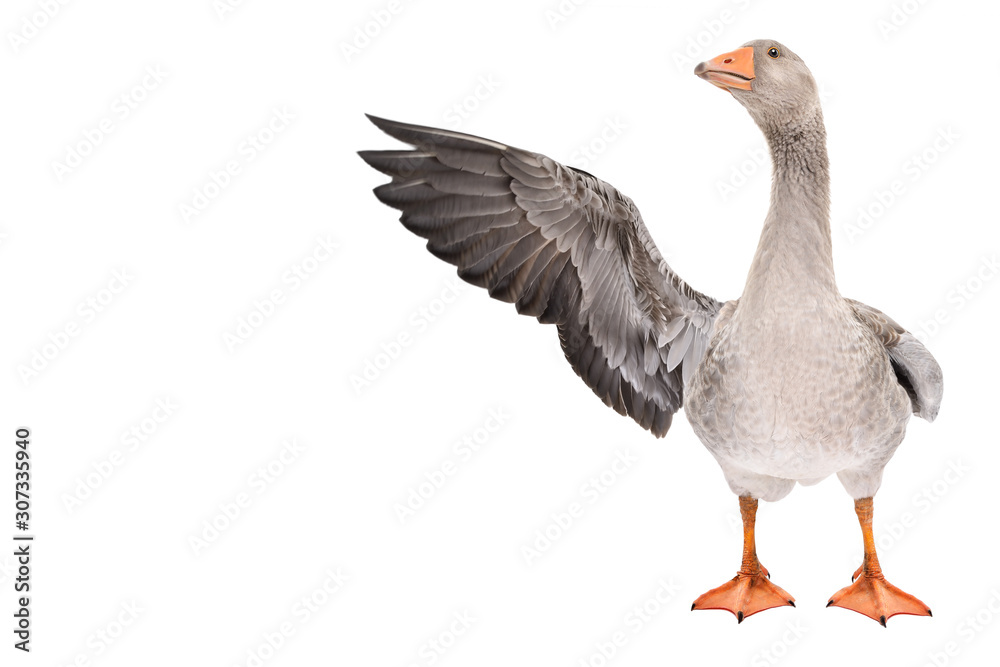 Funny goose points wing to side standing isolated on white background - obrazy, fototapety, plakaty 