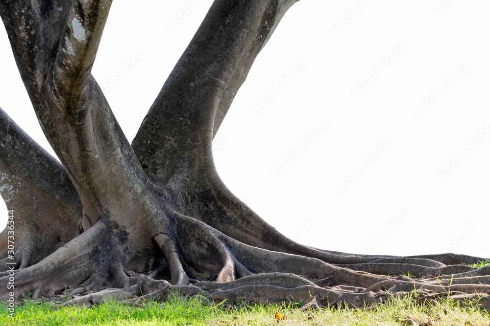 Big tree with trunk and roots spreading out beautiful on grass green nature isolated on white background. with clipping path Big tree with trunk and roots spreading out beautiful on grass green nature isolated on white background. with clipping path