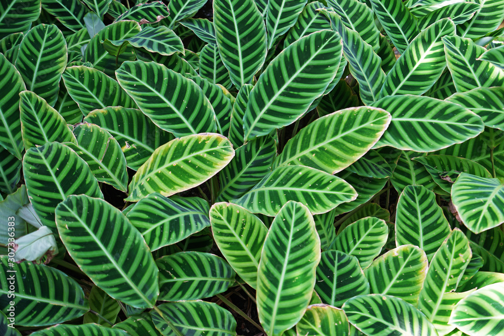 Close up green Zebra plants Close up green Zebra plants