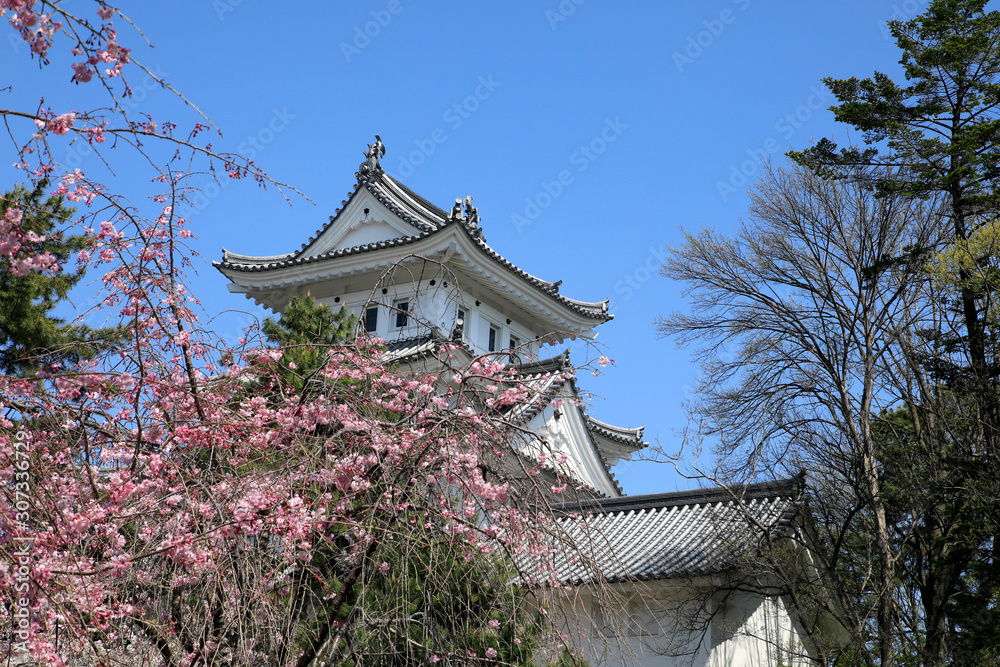 大垣城　満開の桜と大垣城　春の大垣城