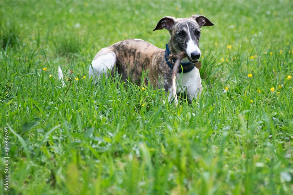 Beautiful hound lying on the green grass in the park. The dog belongs to the Whippet breed