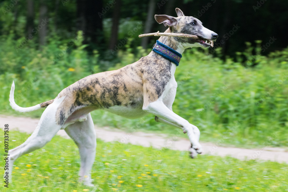 greyhound A positive dog in a park on nature in a summer sunny day. runs and plays with a tree branch. conformation dog of the whippet breed greyhound A positive dog in a park on nature in a summer sunny day. runs and plays with a tree branch. conformation dog of the whippet breed