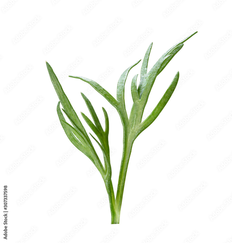 sprig of dill isolated on white, macro.Entire image in sharpness.