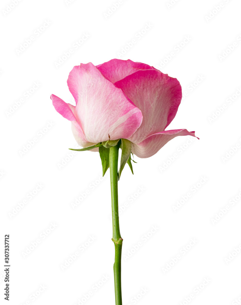 Beautiful single full bloom pink rose , Isolated on white background Beautiful single full bloom pink rose , Isolated on white background