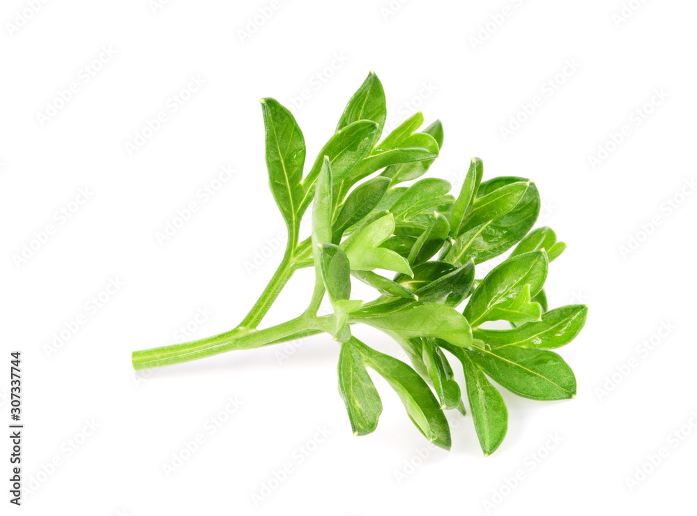 small sprigs of fresh parsley. (macro focus stacking) small sprigs of fresh parsley. (macro focus stacking)