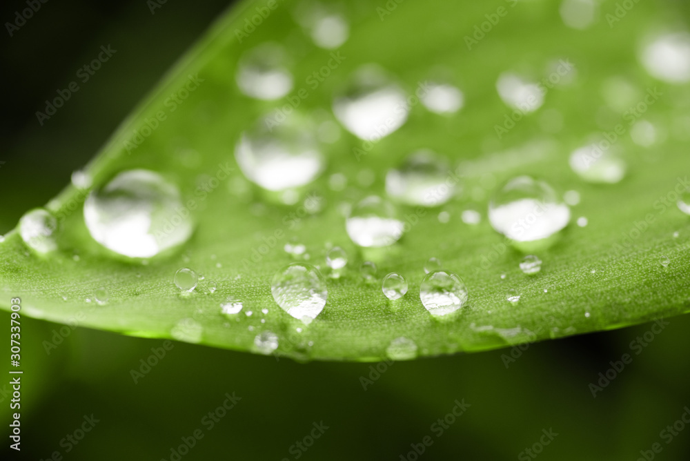 water drops on Lily of the valley leaf macro water drops on Lily of the valley leaf macro