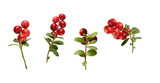 many fresh ripe branches of cranberries or cowberries with leaves isolated on white