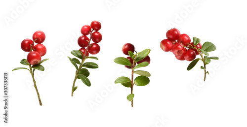 many fresh ripe branches of cranberries or cowberries with leaves isolated on white