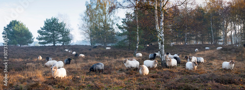 Foto flock of sheep on early morning autumnal heath near utrecht in the netherlands