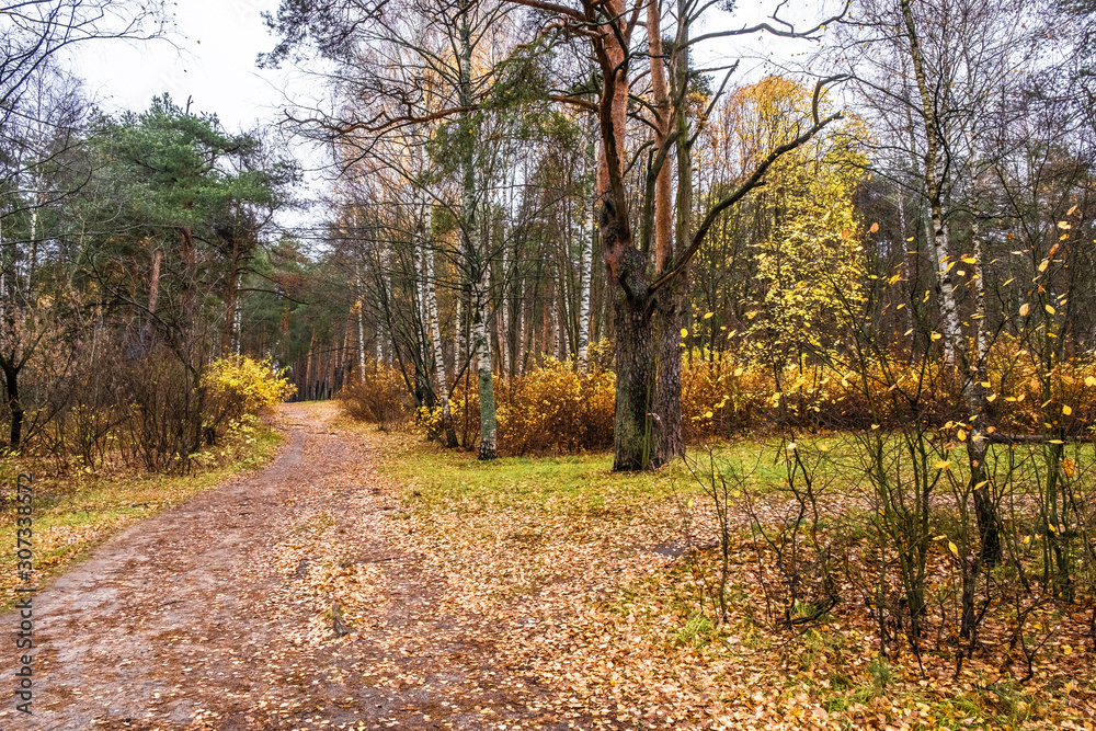 Path covered with orange-yellow leaves in a mixed autumn forest.