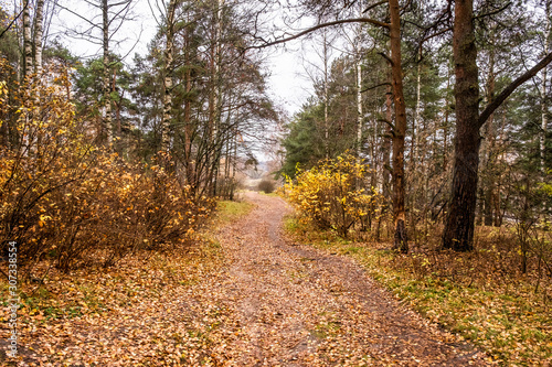 Path covered with orange-yellow leaves in a mixed autumn forest. © Valery Smirnov