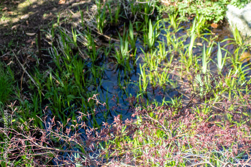 Der Teich im April mit Iris und den rest vom Herbstlaub. Der blaue Himmel und Pflanzen spiegeln sich im Wasser.