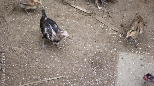 Chickens in a coop being fed with uncooked / raw white rice on the ground