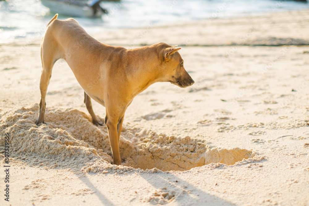 dog digging sand on the beach in Koh Lipe,Thailand dog digging sand on the beach in Koh Lipe,Thailand
