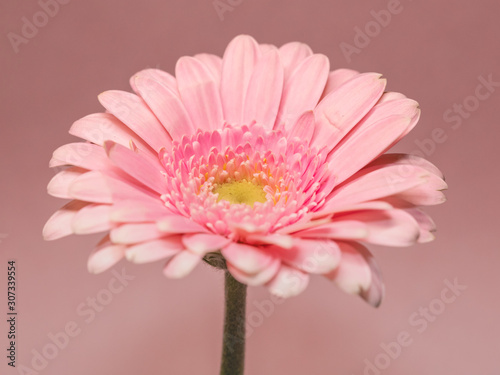 pink flower on pink background