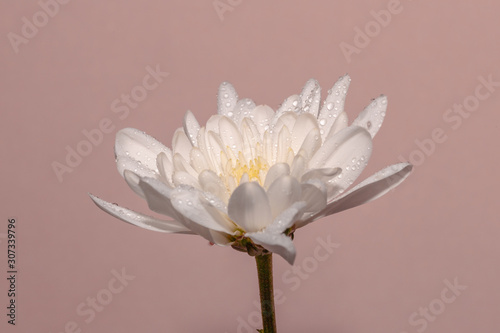white flower isolated on pink background