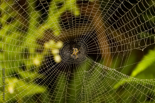 Spider in a wet web