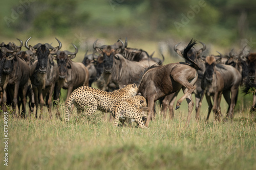 Herd watch two cheetah attacking blue wildebeest