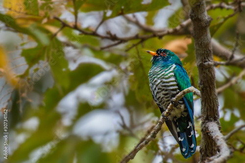 Male Asian Emerald Cuckoo on a branch in nature.